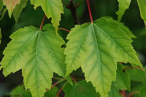 Nutrient Deficiency on Red Maple