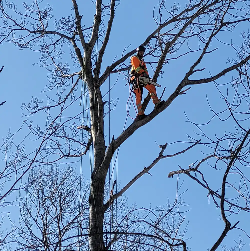 Pruning From Tree