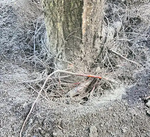 Root Collar Excavation Girdling Roots