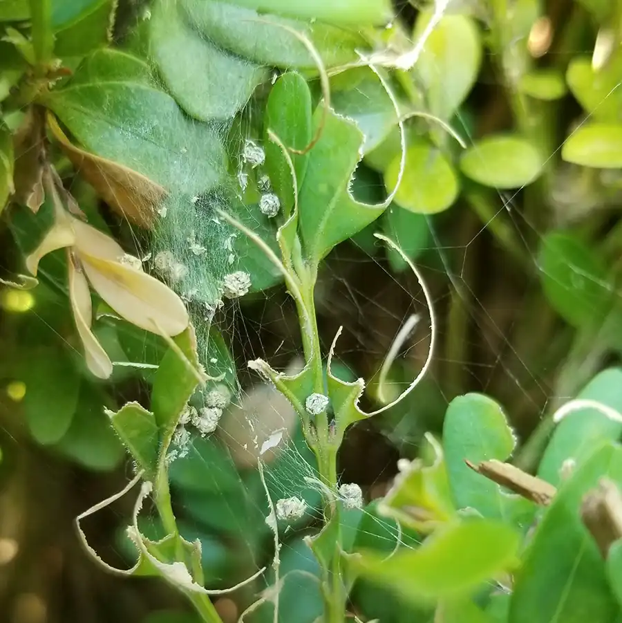 Mature Larva Damage Box Tree Moth