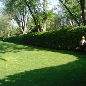 Beautiful Trees Hedge trimming service