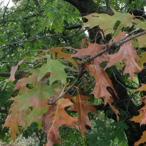 Oak Wilt on Leaves