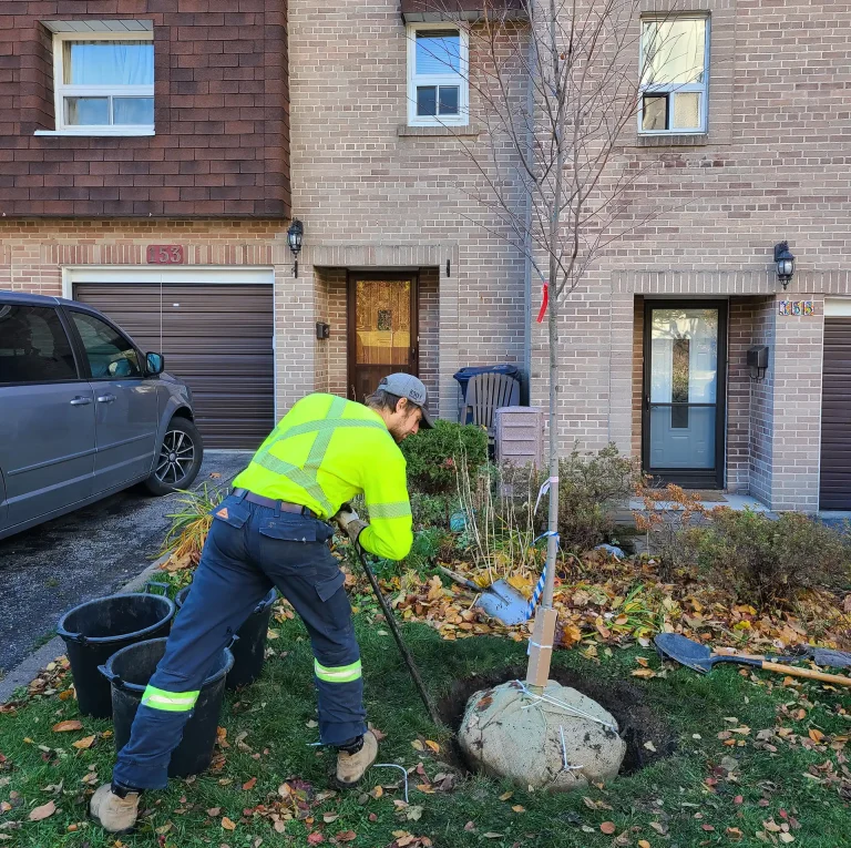 Planting Tree in Fall