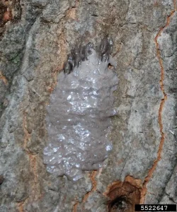 Spotted Lanternfly Eggs on Tree