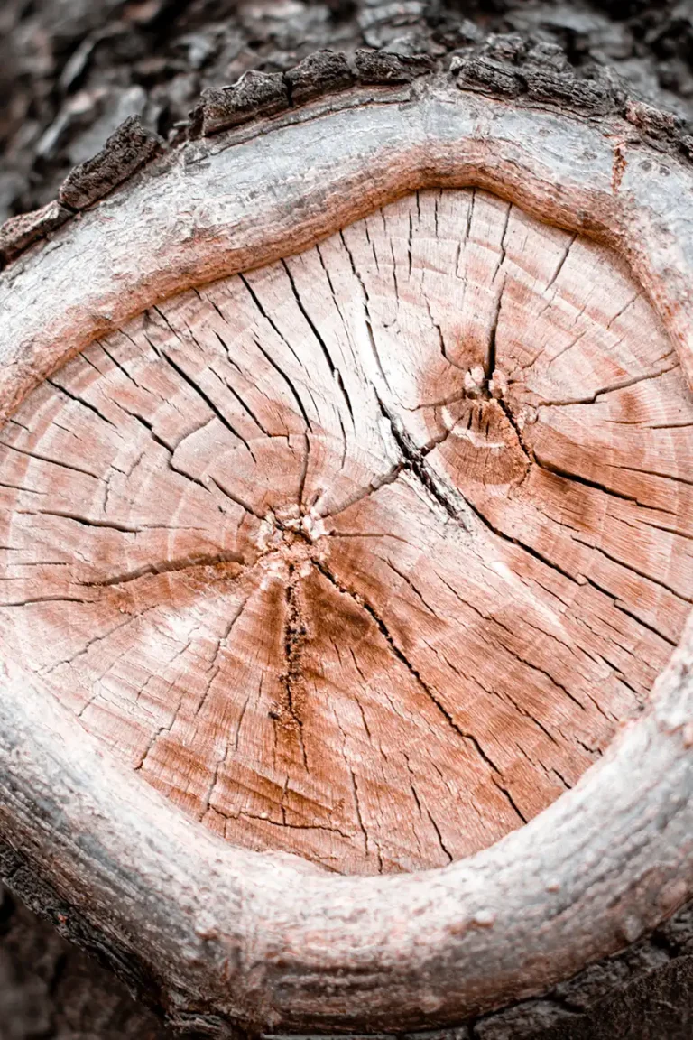 Tree Stump