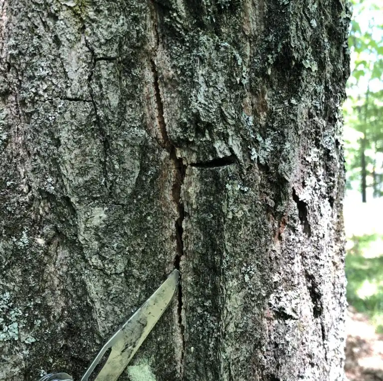 Vertical Bark Crack Oak Wilt Fruiting