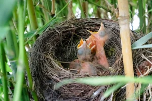 Baby Robins in Spring - Fas Khan