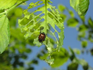 Japanese Beetle Feeding on Birch Leaves - Jen Llewellyn