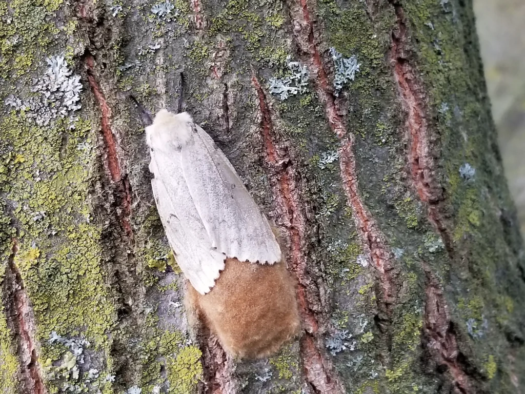 Adult Female LDD With Egg Mass July