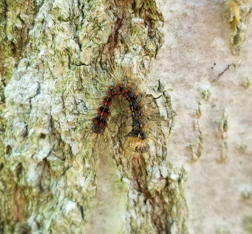 Gypsy Moth NPV Infected