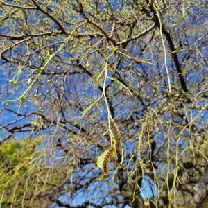 Spongey Moth Defoliation Malus