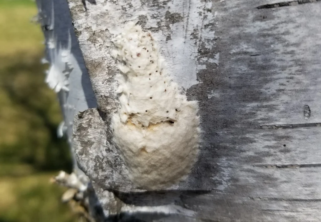 Spongey Moth Eggmass On Paper Birch