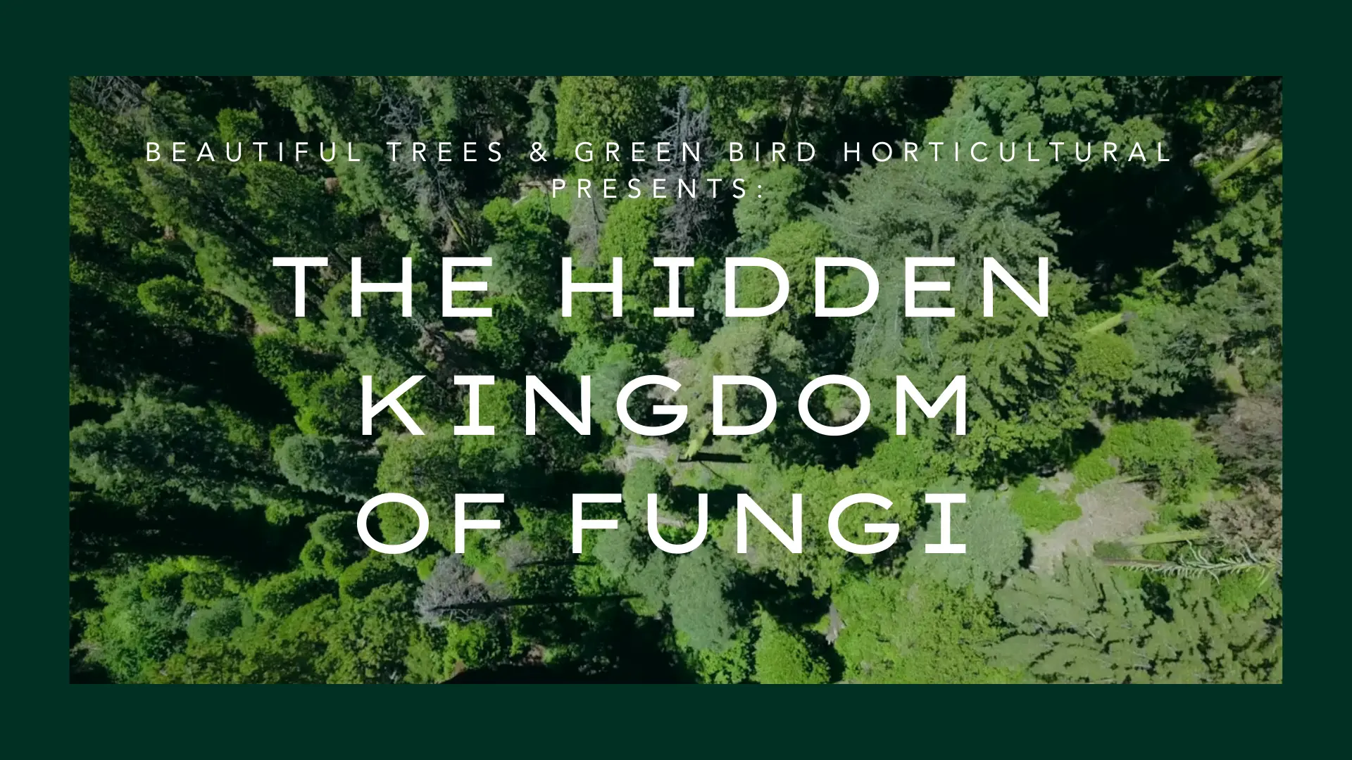 The Hidden Kingdom of Fungi