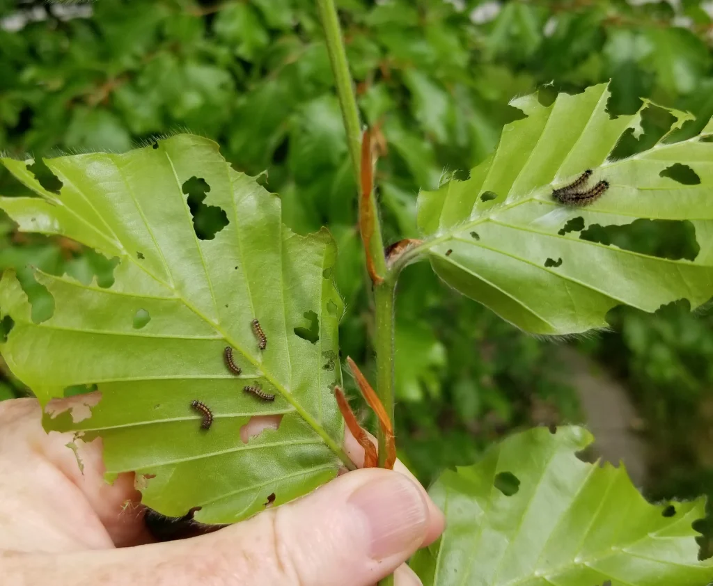 Young Larvae LDD Beech June