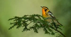 Bird in Hemlock Tree