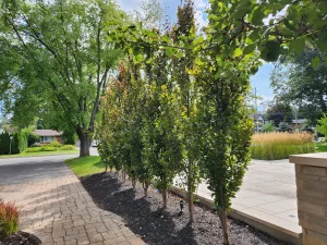 Eu Hornbeam New Tree