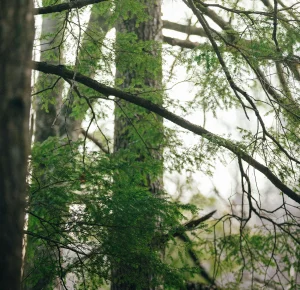 Hemlock Trees