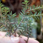 Hemlock Woolly Adelgid Adelges Tsugae Alexandra Fries