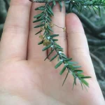 Hemlock Woolly Adelgid Closeup - J. Holmes