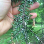 J. Holmes NYS Hemlock Woollies Adelgid