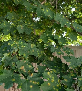 Yellow & Black Spots on Your Norway Maple Leaves