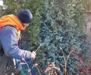 Beautiful Trees Team applying Anti-Desiccant Treatment Spray