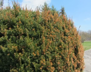 Evergreen with Winter Desiccation