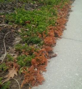 Low Growing Juniper with Winter Desiccation