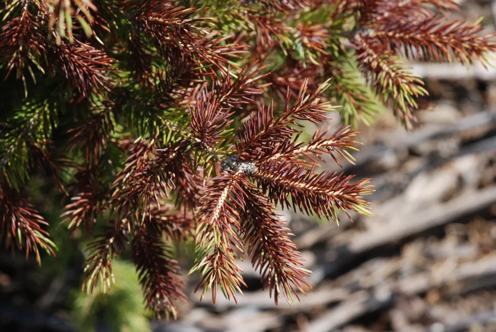 Winter Desiccation Spruce - Beautiful Trees