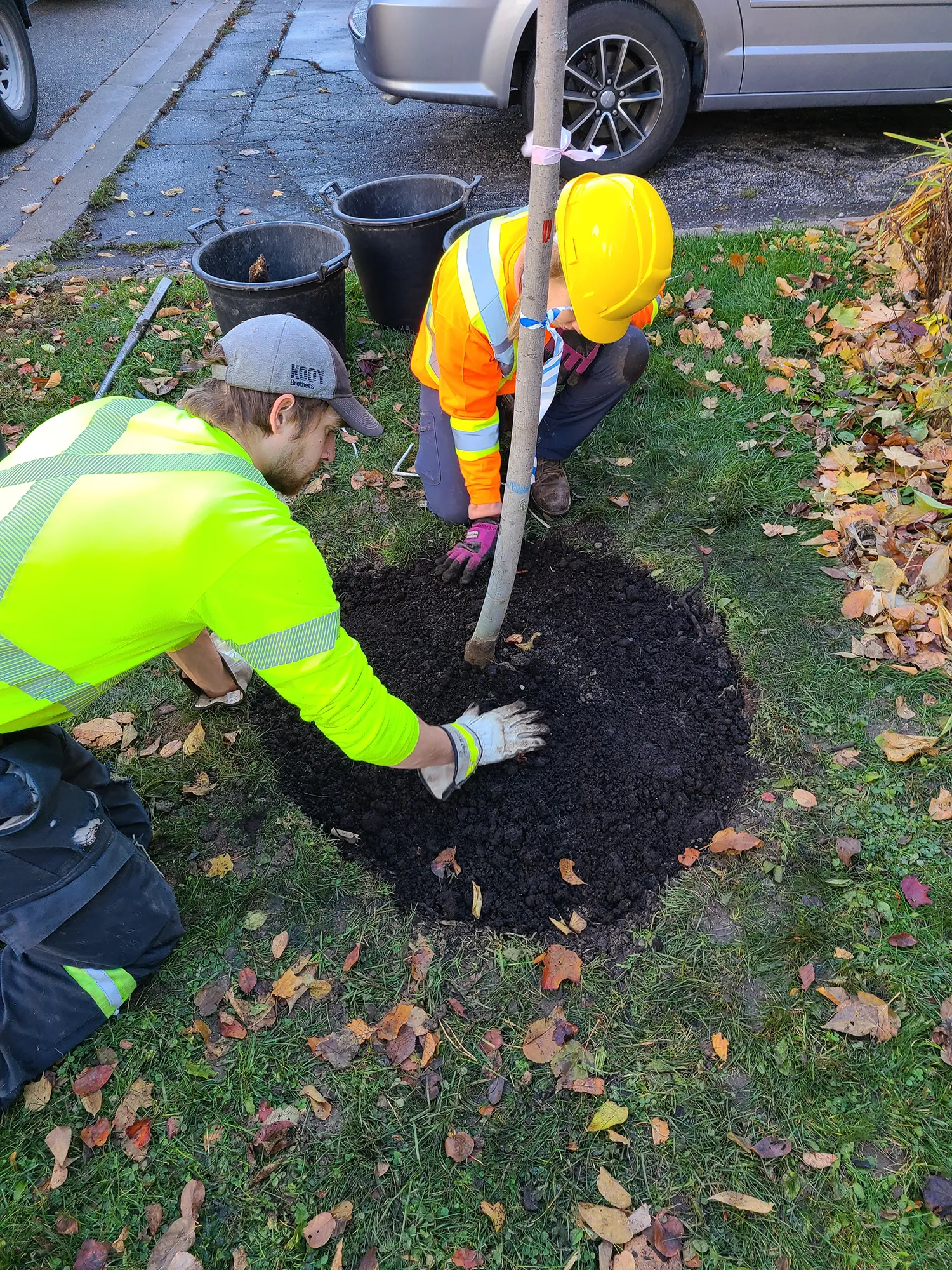 Beautiful Trees Tree Planting