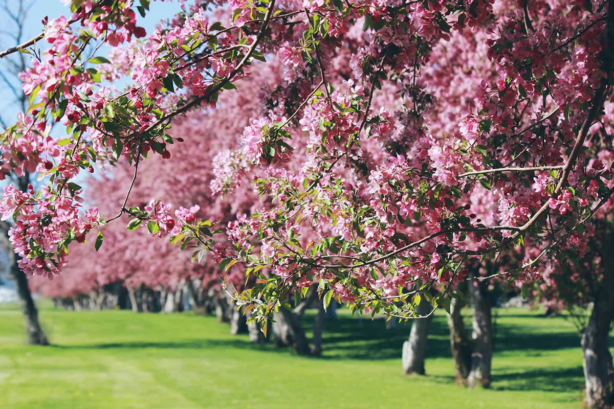 Beautiful Trees