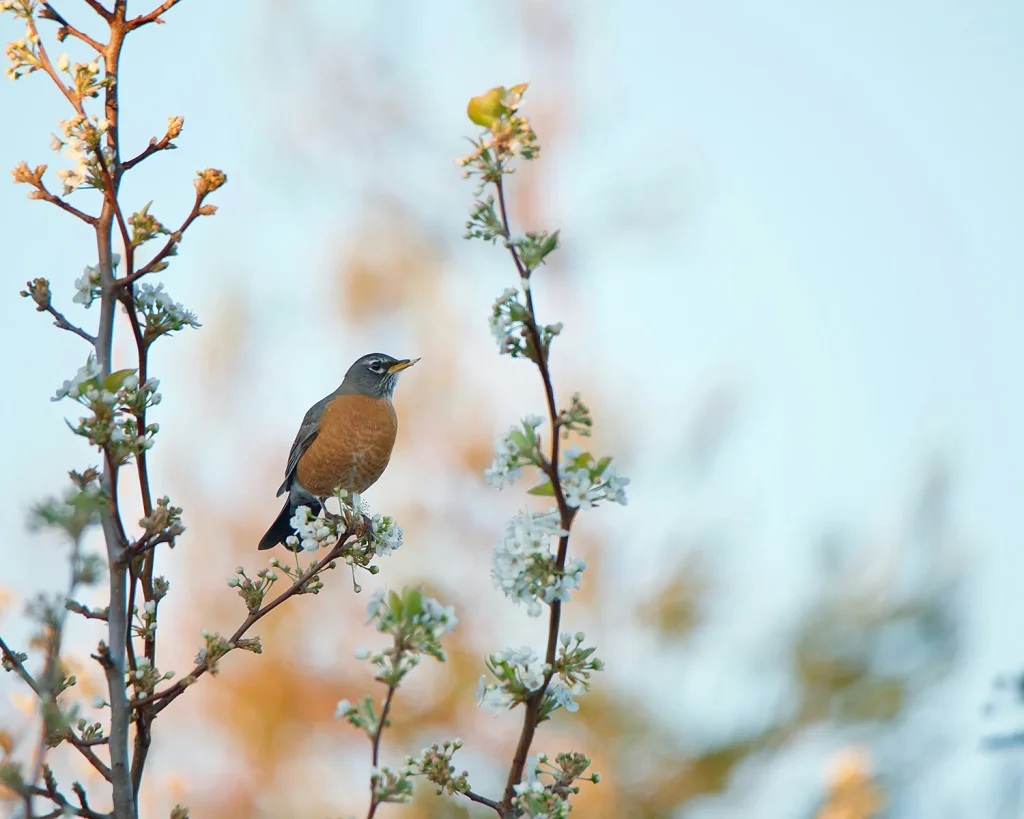 Bird in a Tree in Spring for the Spring Tree & Shrub Health Update 2025 Article