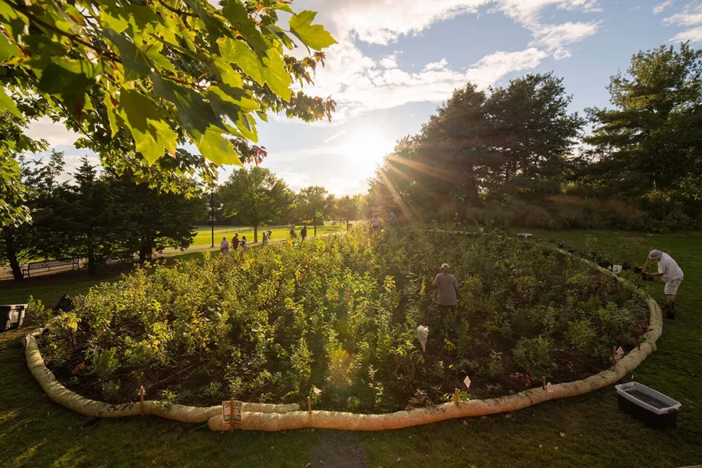 A newly planted Miyawaki Forest in Danehy Park Cambridge MA USA. Courtesy Dino Kuznik for Sugi A newly planted Miyawaki Forest in Danehy Park, Cambridge, MA, USA. (Courtesy Dino Kužnik for Sugi)