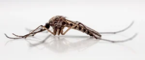 Adult Mosquitoe Photo Credit Dave Cheung, DKB Digital Designs