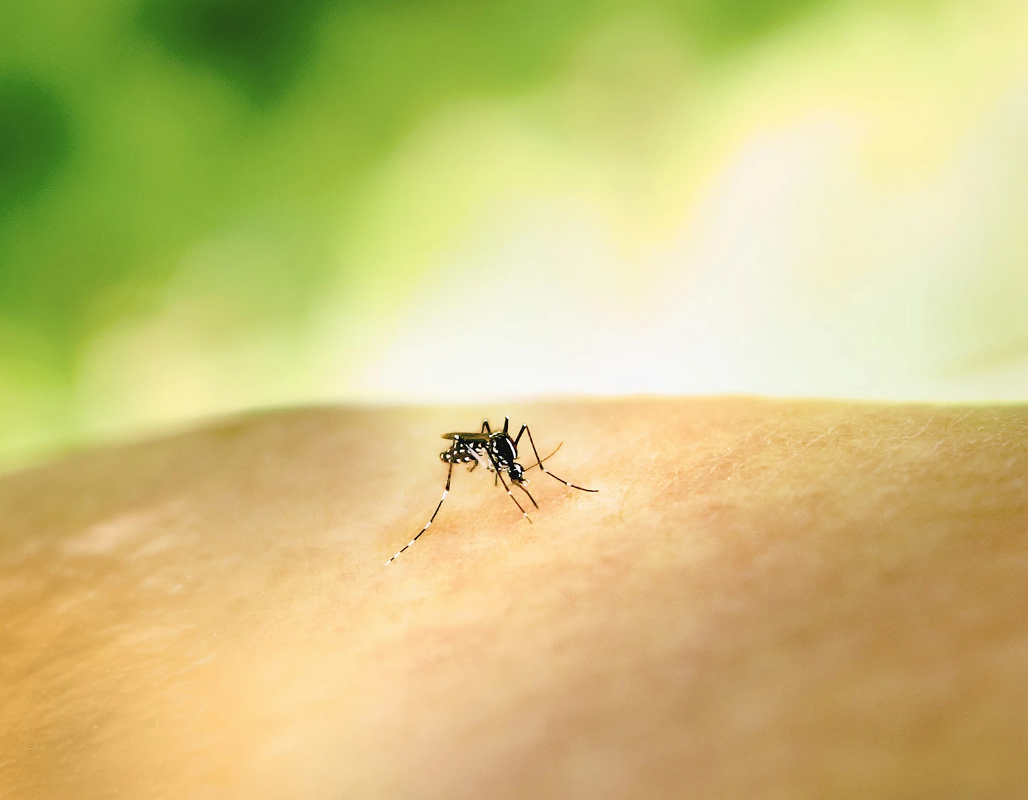 Mosquitoe on Arm Photo credit National Institute of Allergy and Infectious Diseases