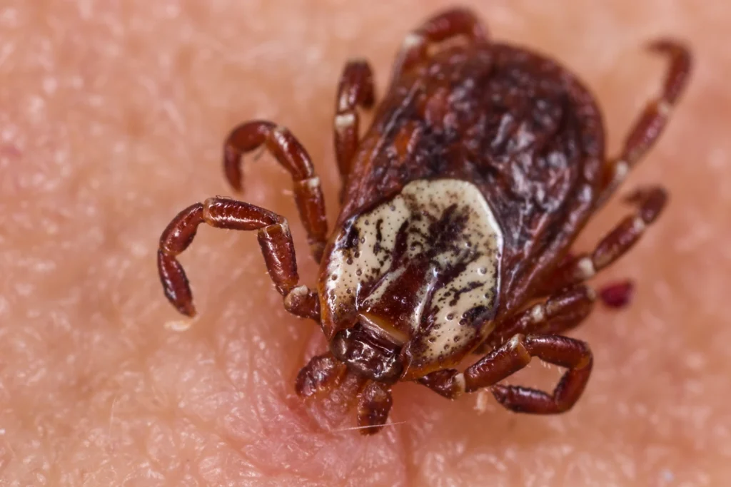 Tick on Skin Photo Credit Dave Cheung, DKB Digital Designs