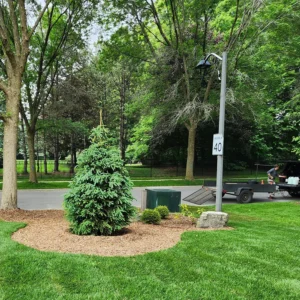 A Beautiful Tree Planted by Beautiful Trees in June A Beautiful Tree Planted by Beautiful Trees in June