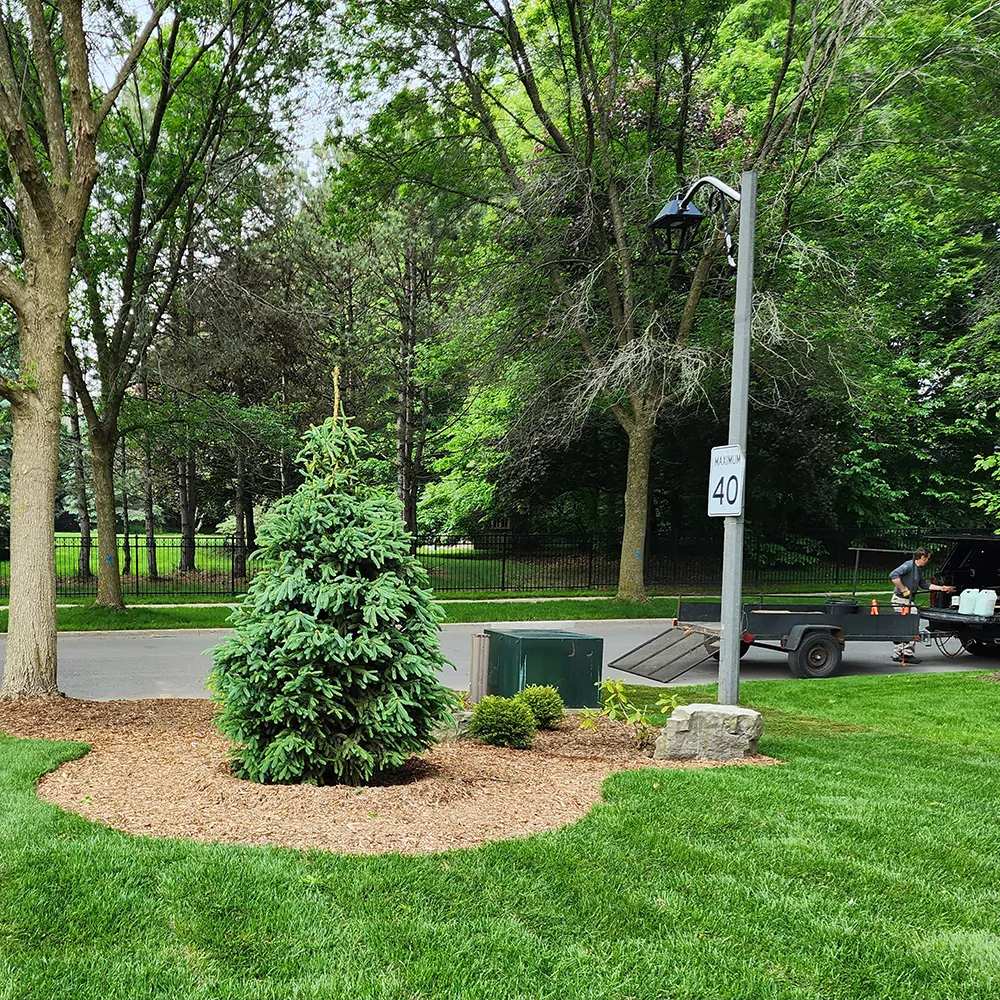 A Beautiful Tree Planted by Beautiful Trees in June A Beautiful Tree Planted by Beautiful Trees in June