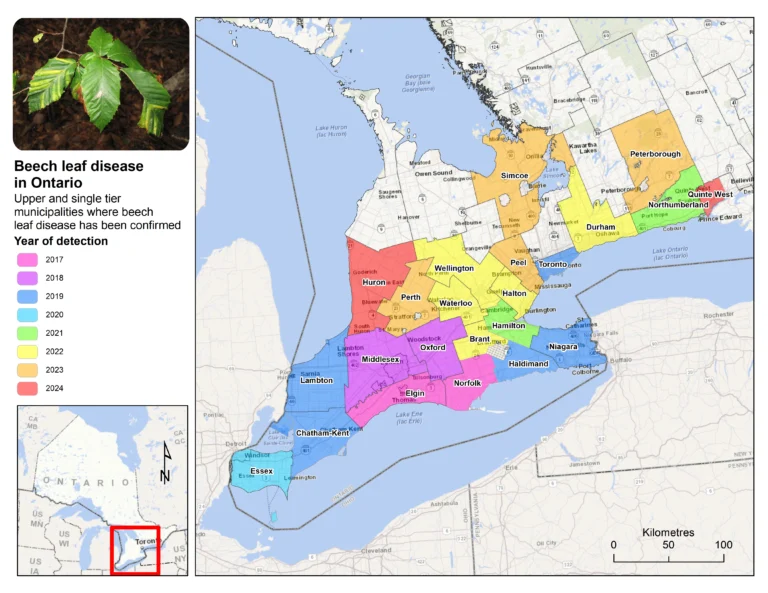 2024 Beech Leaf Disease Confirmed Cases