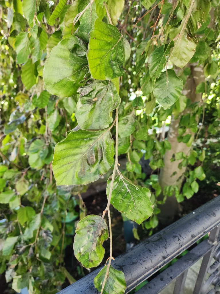 Beech Leaves Curling from BLD