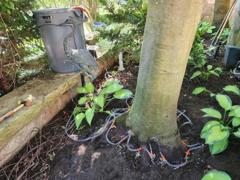 Beech Tree Injections to Slow BLD