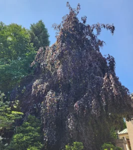 Beech Tree with Beech Leaf Disease BLD