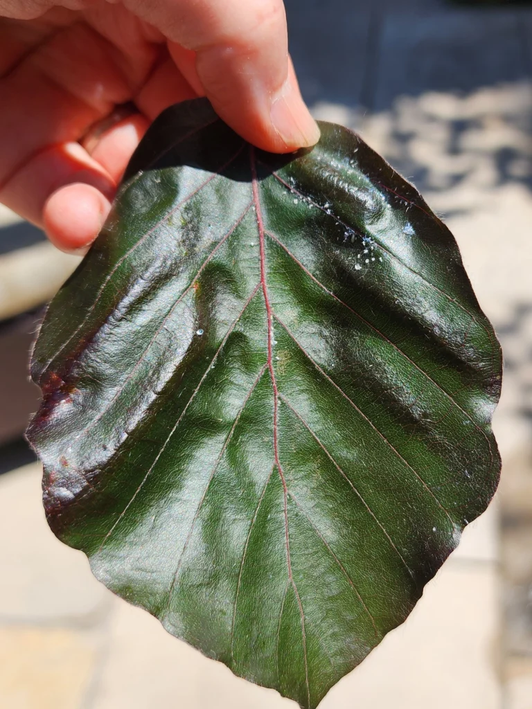 Dark Bands on Beech Leaves Showing Beech Leaf Disease