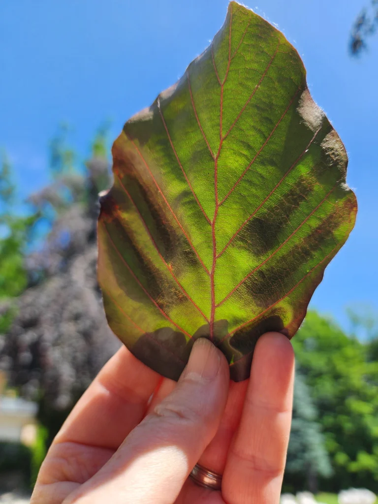 Dark Bands on Beech Leaves Showing Beech Leaf Disease Shown in Sunlight