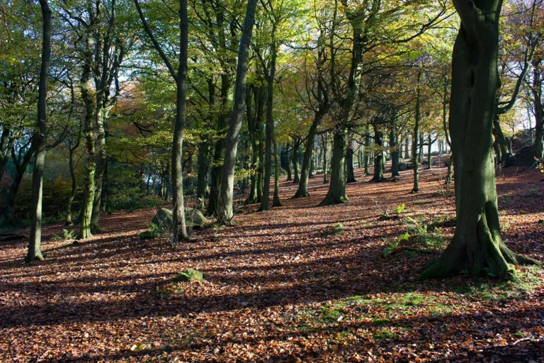 Healthy Beech Trees
