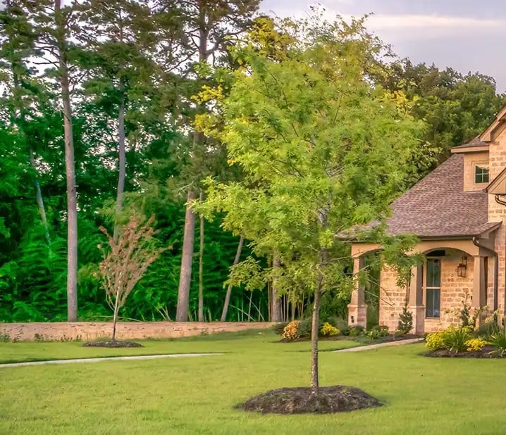 Home with planted trees
