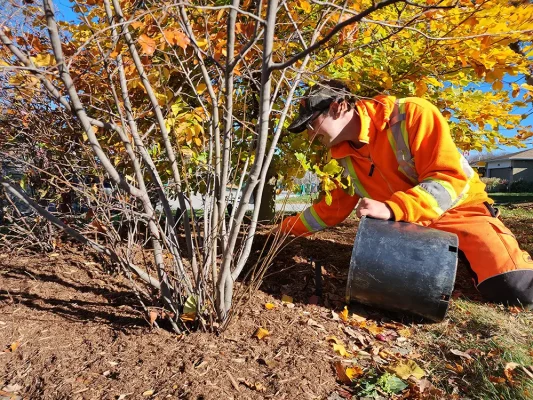 Beautiful Trees Fall Leaf Cleanup