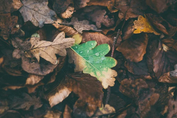 Dead Leaves on Lawn - Photo Credit alex-wing