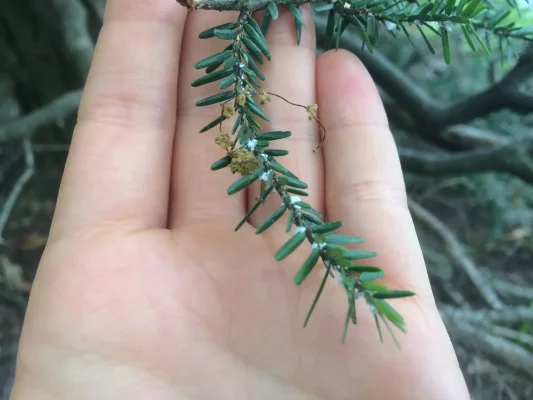 Hemlock Woolly Adelgid Closeup - J. Holmes