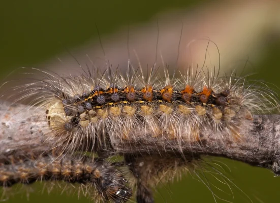 Spongey Moth Larva